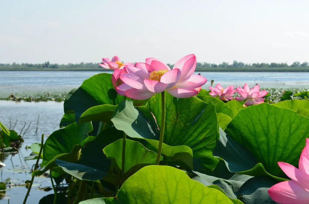 Долина лотосов и отдых на Азовском море